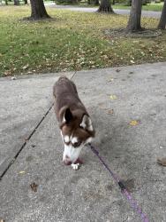 Reunited Male Dog last seen Near Manning Rd, Indianapolis, IN 46228