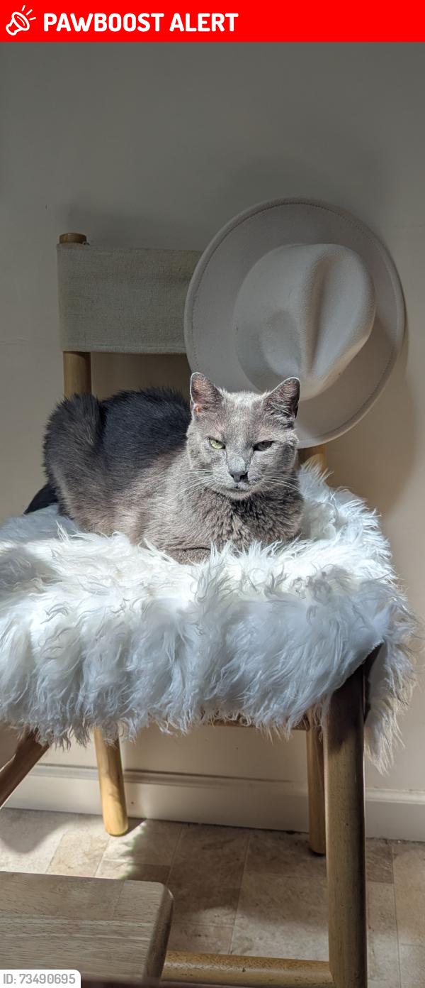 Lost Male Cat last seen Neighborhood, East Earl Township, PA 17519