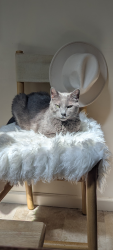 Lost Male Cat last seen Neighborhood, East Earl Township, PA 17519