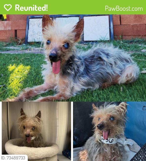 Reunited Male Dog last seen 7th Ave and Campbell, Phoenix, AZ 85013