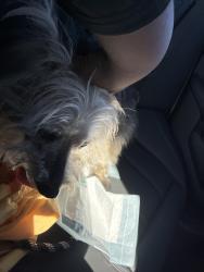 Found/Stray Male Dog last seen Was found at a green hse on main street, Plaquemine, LA 70764