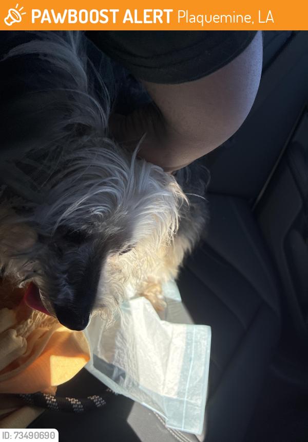 Found/Stray Male Dog last seen Was found at a green hse on main street, Plaquemine, LA 70764