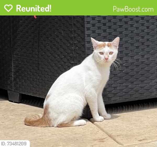 Reunited Male Cat last seen North Tarrant parkway and 377, Fort Worth, TX 76244