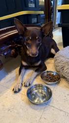 Found/Stray Female Dog last seen Alatka & Onaway (North Coconut Grove), Miami, FL 33133