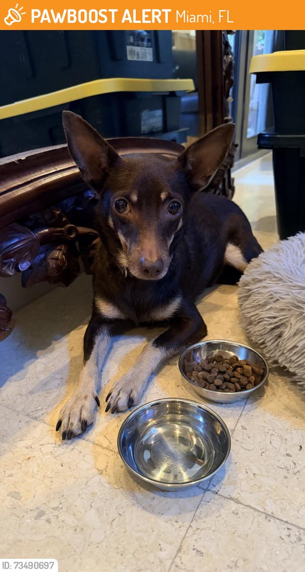 Found/Stray Female Dog last seen Alatka & Onaway (North Coconut Grove), Miami, FL 33133