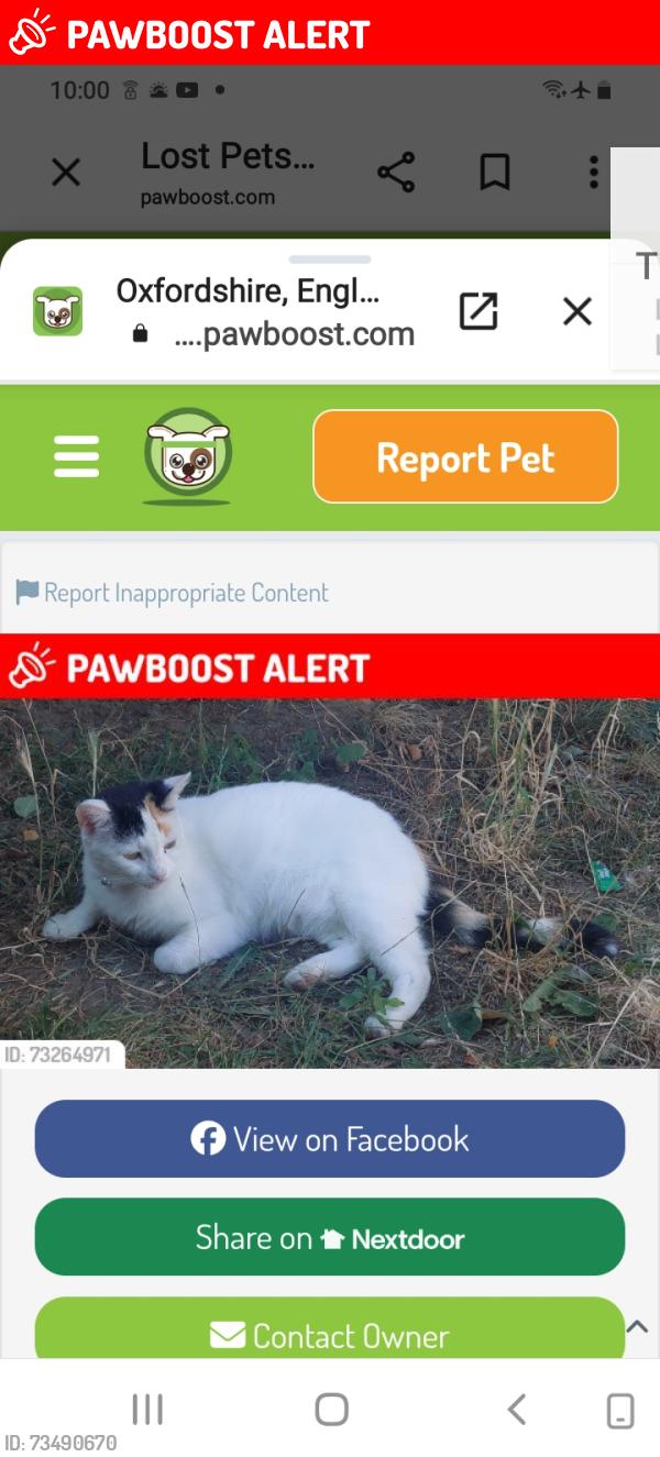 Lost Female Cat last seen Brake Hill, Greater Leys, Oxford, UK, Oxfordshire, England 