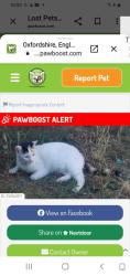 Lost Female Cat last seen Brake Hill, Greater Leys, Oxford, UK, Oxfordshire, England 