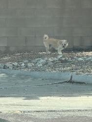 Found/Stray Unknown Dog last seen Irving & Universe, Albuquerque, NM 87114