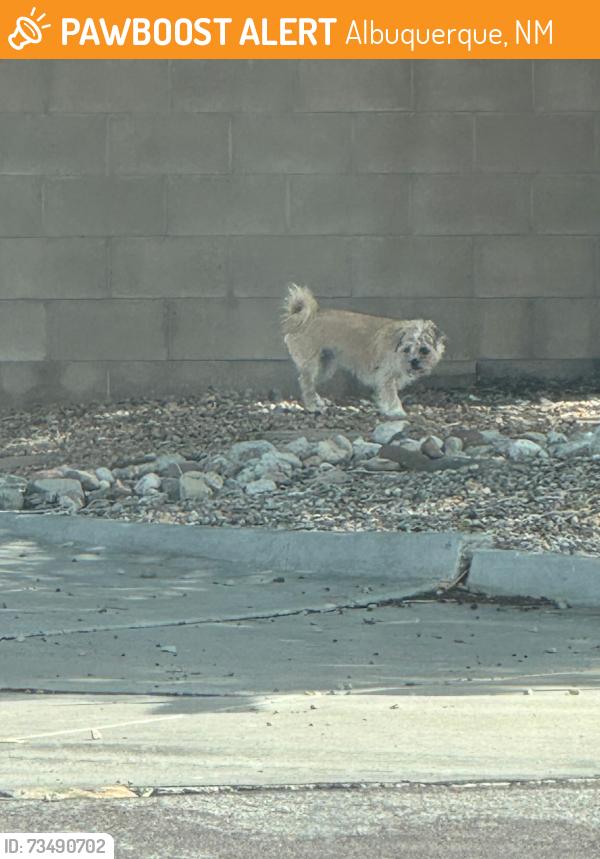 Found/Stray Unknown Dog last seen Irving & Universe, Albuquerque, NM 87114