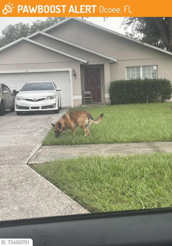 Found/Stray Female Dog last seen Near Clinger Cove Rd Ocoee, FL 34761 United States, Ocoee, FL 34761