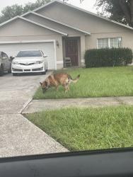 Found/Stray Female Dog last seen Near Clinger Cove Rd Ocoee, FL 34761 United States, Ocoee, FL 34761