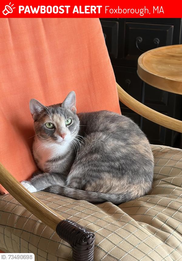 Lost Female Cat last seen Cannon Forge Drive and Cocasset, Foxborough, MA 02035