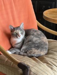 Lost Female Cat last seen Cannon Forge Drive and Cocasset, Foxborough, MA 02035
