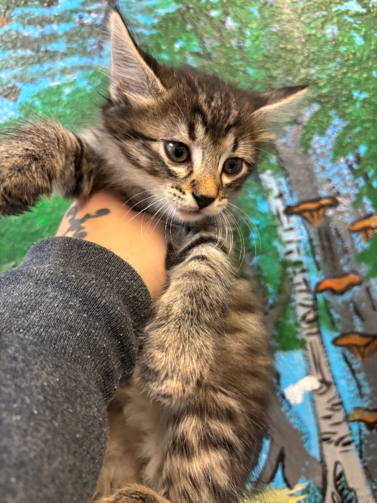Shelter Stray Male Cat last seen Bexar County, 3353 Morningside Dr, New Braunfels, TX 78132, USA