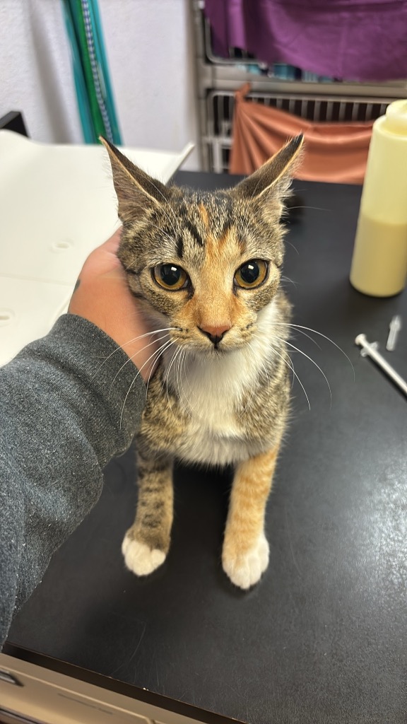 Shelter Stray Female Cat last seen Bexar County, 3353 Morningside Dr, New Braunfels, TX 78132, USA