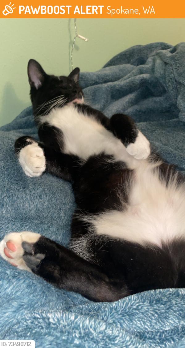 Found/Stray Female Cat last seen N Market St, Spokane, WA 99217