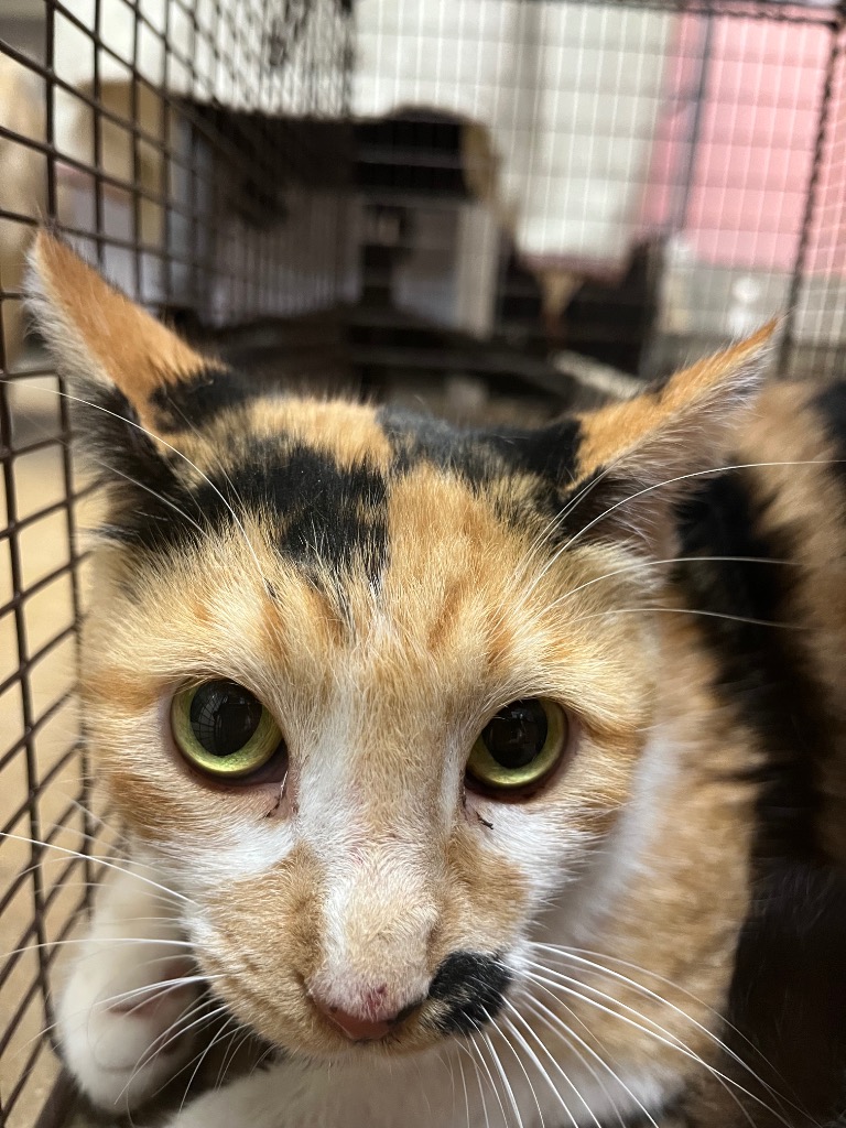 Shelter Stray Female Cat last seen Bexar County, 3353 Morningside Dr, New Braunfels, TX 78132, USA
