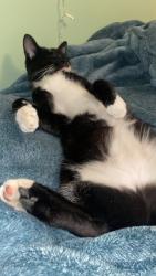 Found/Stray Female Cat last seen N Market St, Spokane, WA 99217