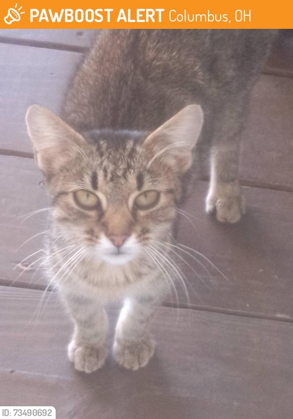 Found/Stray Unknown Cat last seen Country Club road and McAllister avenue near Whitehall, Columbus, OH 43227