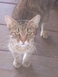 Found/Stray Unknown Cat last seen Country Club road and McAllister avenue near Whitehall, Columbus, OH 43227
