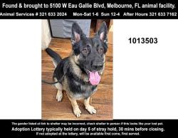 Reunited Male Dog last seen Wickham park, Melbourne, FL 32935