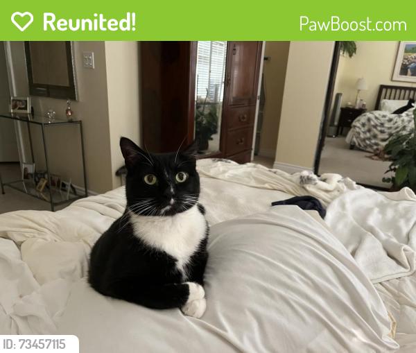 Reunited Male Cat last seen Hortense at Vineland, Los Angeles, CA 91602