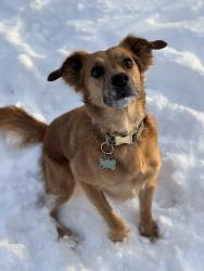 Reunited Female Dog last seen 122nd and Rockwell, Oklahoma City, OK 73142