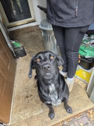 Reunited Male Dog last seen Sulphur Springs rd Flowers Lane, Hiddenite, NC 28636