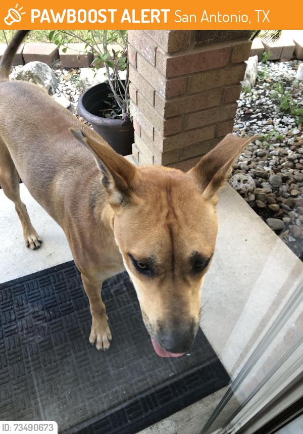 Found/Stray Male Dog last seen Bridle Ridge and Riders Point, San Antonio, TX 78227