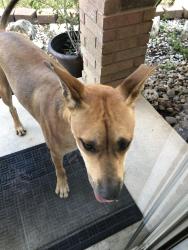 Found/Stray Male Dog last seen Bridle Ridge and Riders Point, San Antonio, TX 78227
