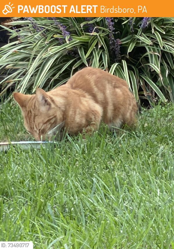 Found/Stray Unknown Cat last seen Valley view mobile home park, Birdsboro, PA 19508