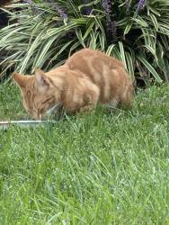 Found/Stray Unknown Cat last seen Valley view mobile home park, Birdsboro, PA 19508