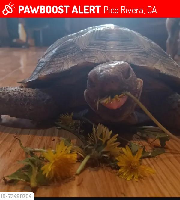 Lost Male Reptile last seen Danville, Pico Rivera, CA 90660