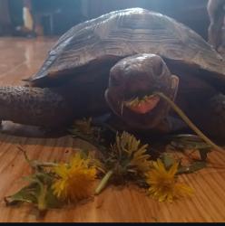 Lost Male Reptile last seen Danville, Pico Rivera, CA 90660