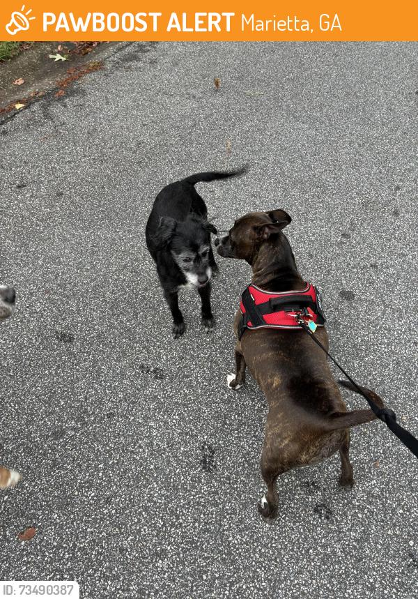 Found/Stray Male Dog last seen Near candler way, Marietta, GA 30064