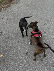 Found/Stray Male Dog last seen Near candler way, Marietta, GA 30064