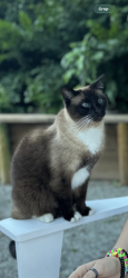 Lost Male Cat last seen Ashburton Drive in Antioch CA, Antioch, CA 94509