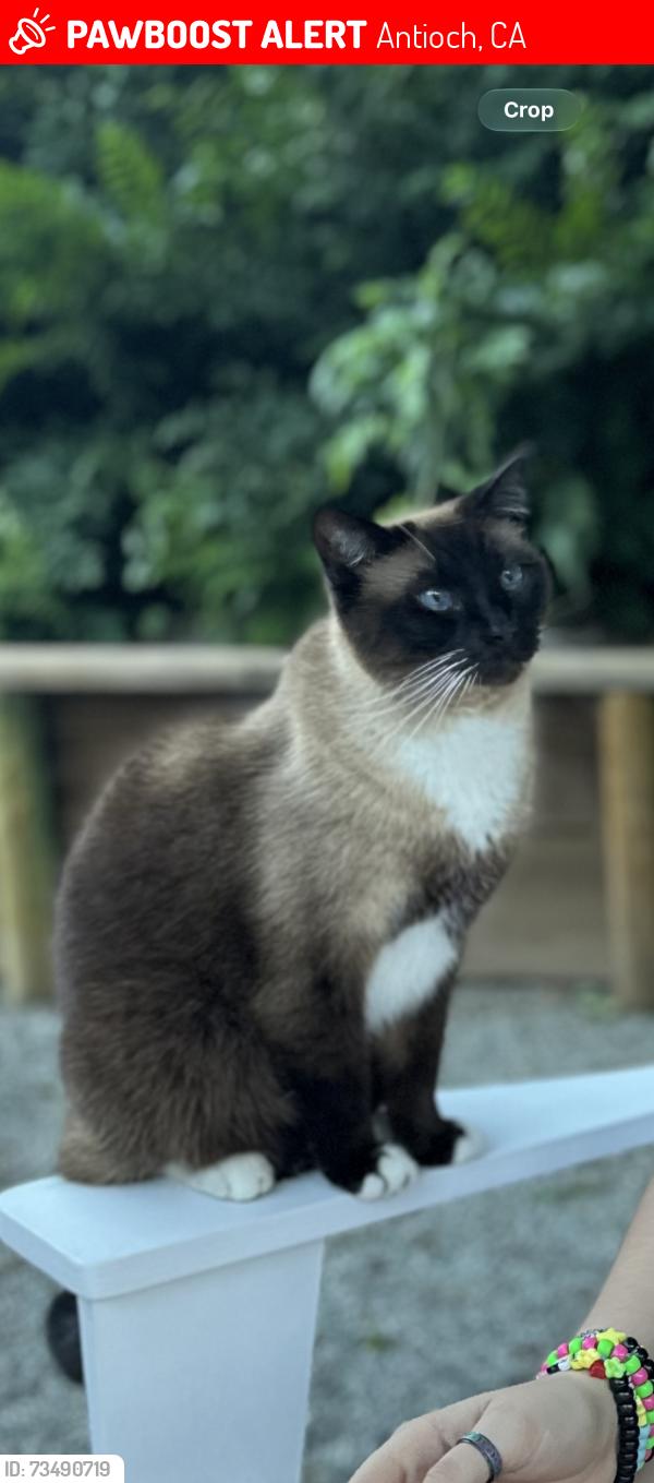Lost Male Cat last seen Ashburton Drive in Antioch CA, Antioch, CA 94509