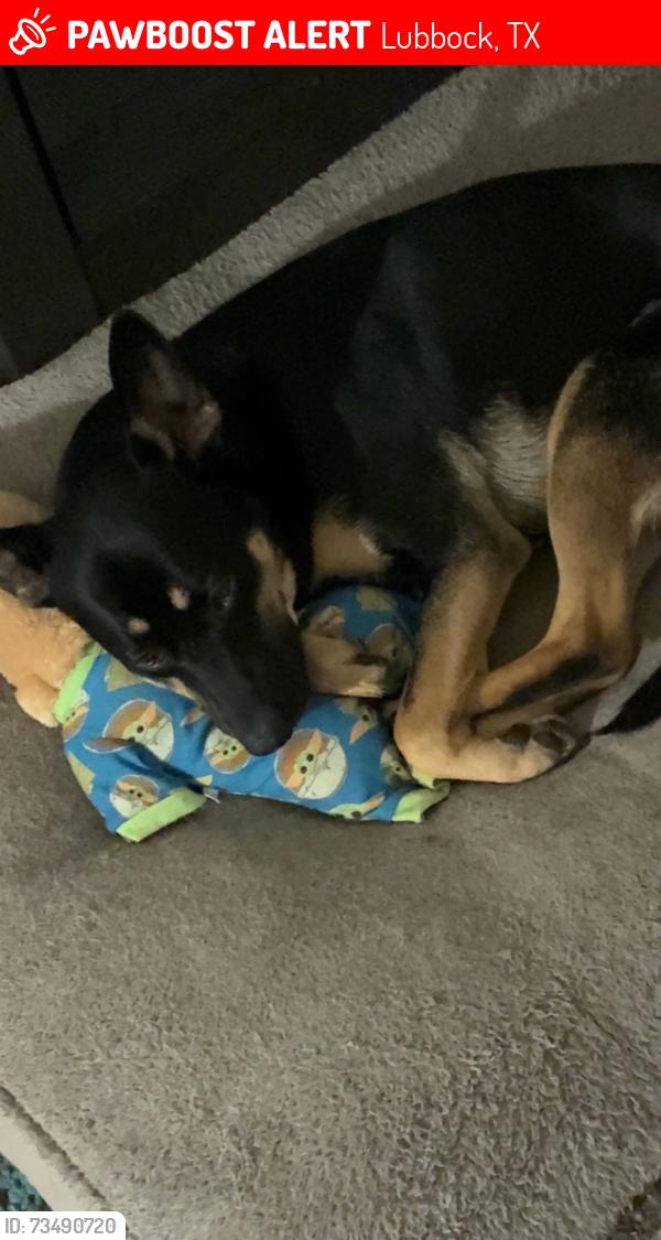 Lost Female Dog last seen Sun n fun, Lubbock, TX 79413