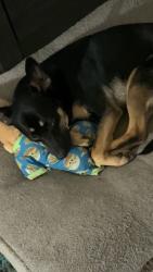 Lost Female Dog last seen Sun n fun, Lubbock, TX 79413