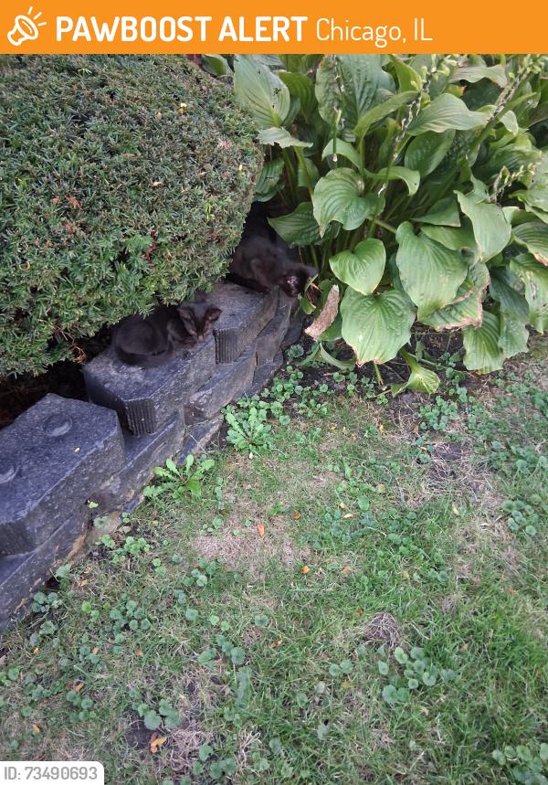 Found/Stray Unknown Cat last seen Near South Wallace, Chicago, IL 60628