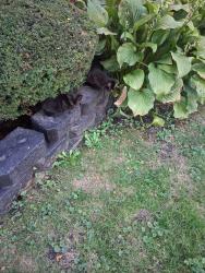 Found/Stray Unknown Cat last seen Near South Wallace, Chicago, IL 60628