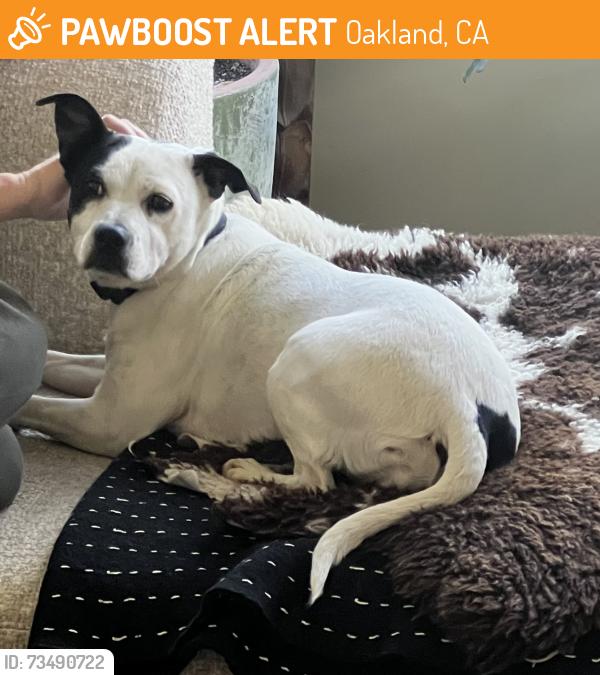 Found/Stray Female Dog last seen Shetland ave, Oakland, CA 94605