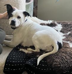 Found/Stray Female Dog last seen Shetland ave, Oakland, CA 94605