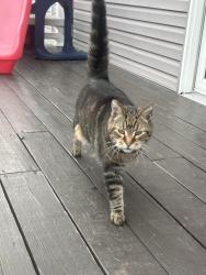Found/Stray Female Cat last seen Walnut Lane & Spring Creek, Ancient Oaks, PA 18062