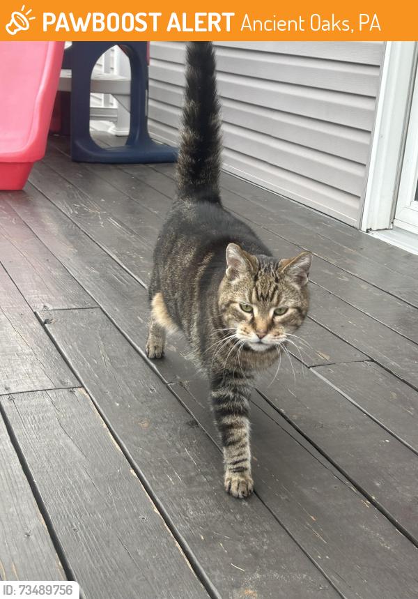 Found/Stray Female Cat last seen Walnut Lane & Spring Creek, Ancient Oaks, PA 18062