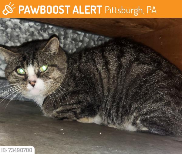 Found/Stray Male Cat last seen Crescent Garden Dr and Stotler Rd, Pittsburgh, PA 15235