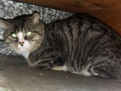 Found/Stray Male Cat last seen Crescent Garden Dr and Stotler Rd, Pittsburgh, PA 15235