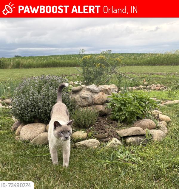 Lost Male Cat last seen Near N Orland, IN, Orland, IN 46776