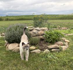 Lost Male Cat last seen Near N Orland, IN, Orland, IN 46776